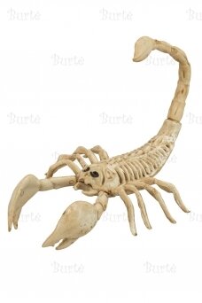 Scorpion Skeleton