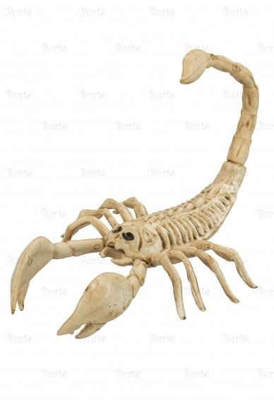 Scorpion Skeleton