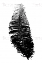 Black feather