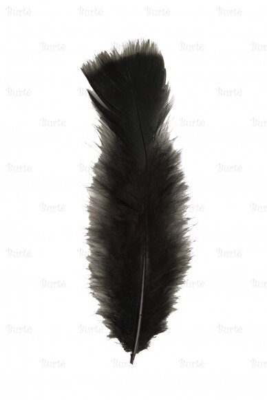 Black feathers