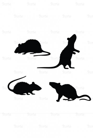 Set of rats 1